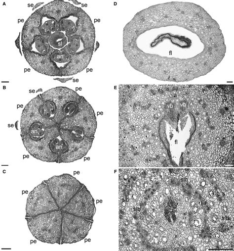 Polyscias diversifolia , fl ower (A–C) and fruit (D–F) anatomy,... | Download Scientific Diagram