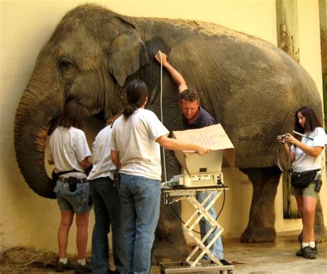 Learn all about my incredible veterinary externship at the National Zoo ...