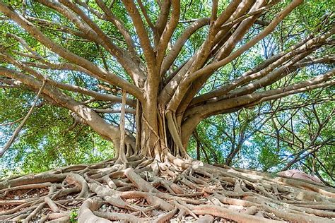 Where Is The Largest Banyan Tree In The World? - WorldAtlas.com