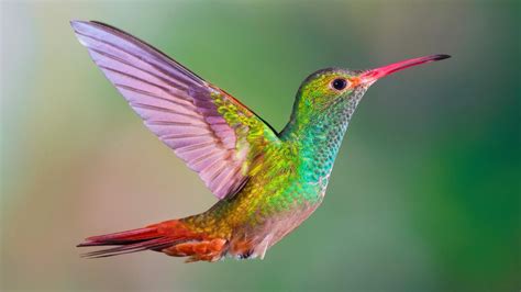 Does anyone know if this is a real hummingbird? I found it online. It ...