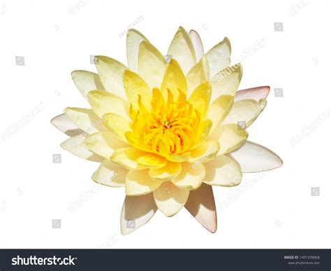 Top View Yellow Lotus Flower Isolate Stock Photo 1491939068 | Shutterstock