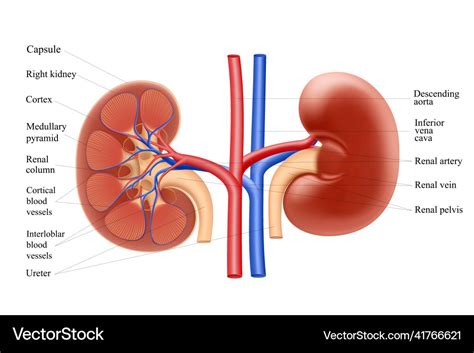 Diagram showing human kidney anatomy realistic 3d Vector Image