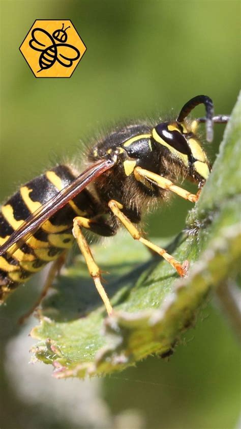 Facts about yellowjacket. 🐝 👉 Easily confused with bees. 👉 Yellow jackets are wasps, not bees. 👉 ...