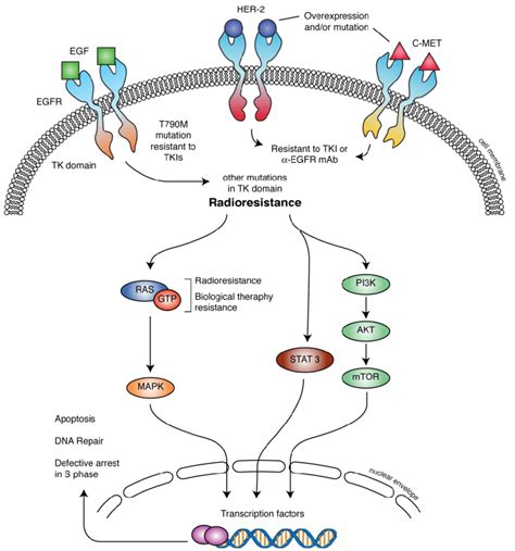 Role of EGFR pathway in radioresistance and radiosensibility in NSCLC.... | Download Scientific ...