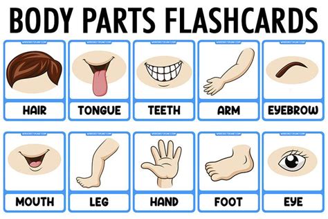 Parts of The Body Vocabulary Flashcards | Body parts for kids, Body parts theme, Flashcards