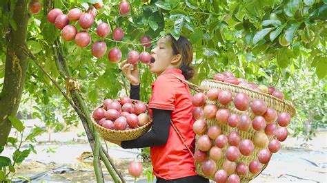 FULL VIDEO : 60 DAYS Harvesting Passion Fruit Garden Goes to the market ...