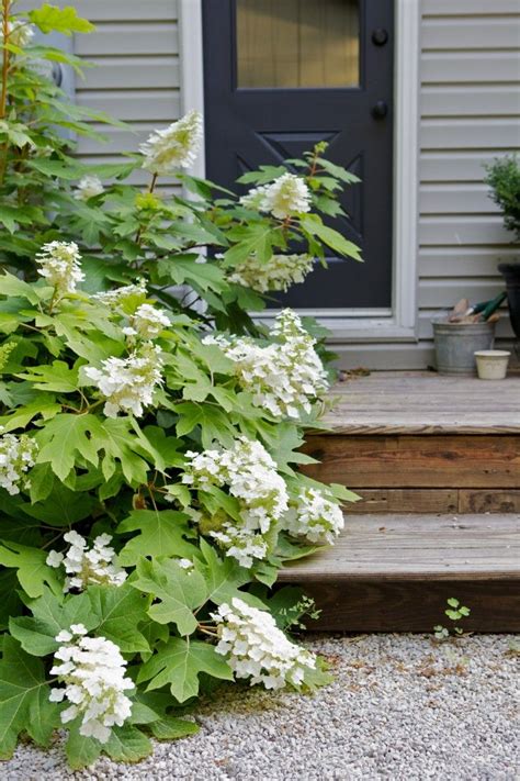 Hydrangeas: 10 Best Flowering Shrubs to Grow - Gardenista | Hydrangea ...