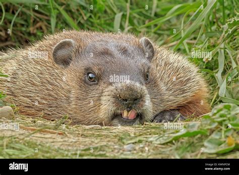 A Groundhog licks its teeth in front of the den Stock Photo - Alamy