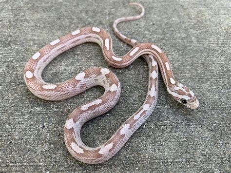 Ghost Motley Corn Snake for sale | Snakes at Sunset