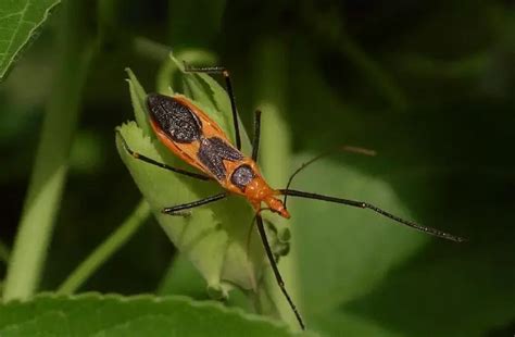 From Egg to Adult: The Life Cycle of the Milkweed Bug