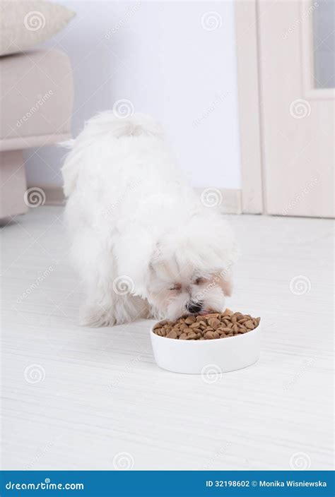 Dog eating dry food stock photo. Image of lifestyle, adult - 32198602