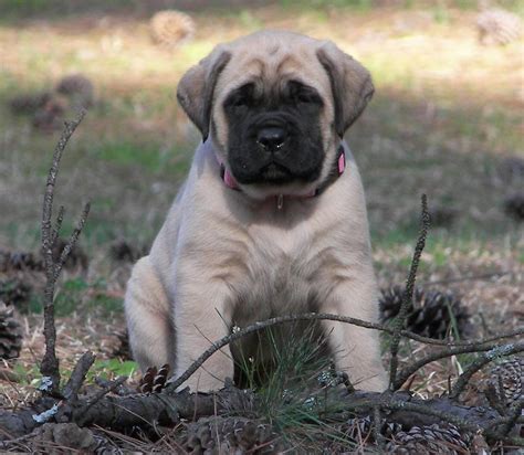 Mastiff - Old English Mastiff - Dog Breed information and images - K9RL