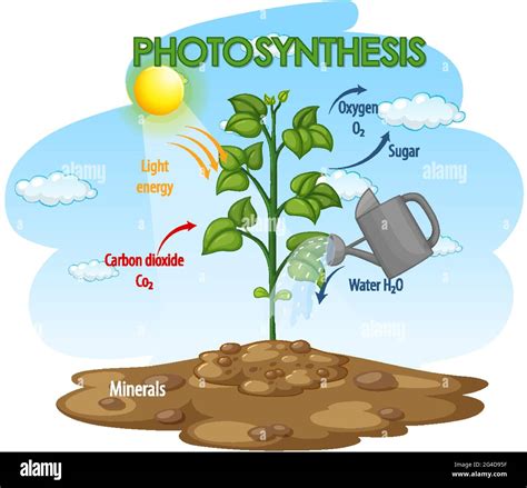 Plant Photosynthesis Steps