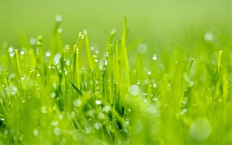 Grass Green Wallpapers - Top Free Grass Green Backgrounds - WallpaperAccess