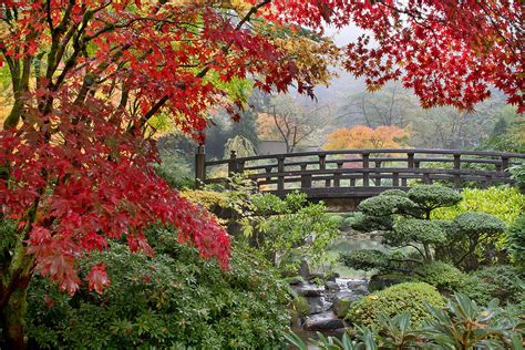 Japanese Maple Trees by the Bridge in Fall Photograph by Jit Lim