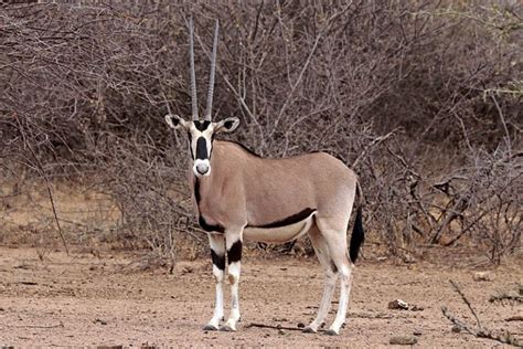 What is the Difference Between Oryx and Gemsbok - Pediaa.Com