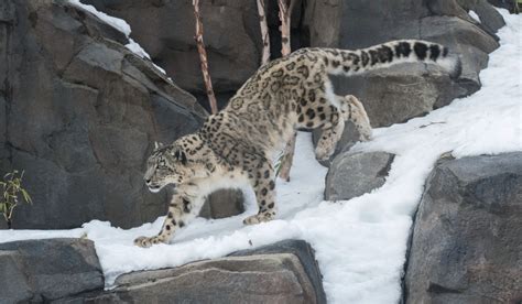 Allison Maher Stern Snow Leopard - Central Park Zoo