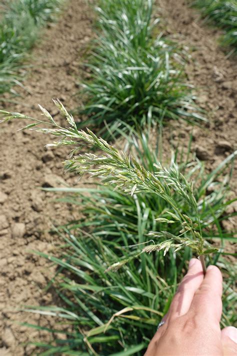 Tall Fescue Varieties Comparison at Vera Pope blog