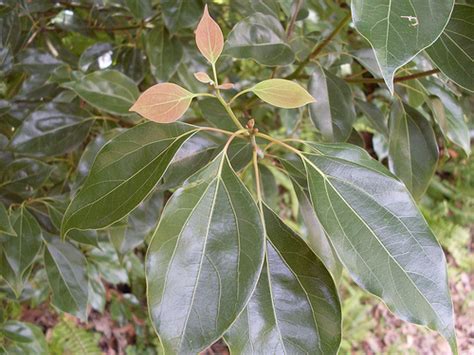 9 Amazing Uses of Camphor Essential Oil