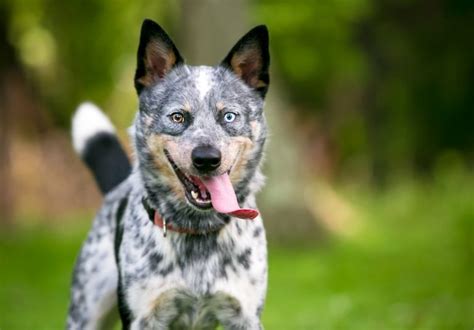 History of Queensland Heeler Dogs » Petsoid