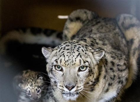 Snow Leopard Cubs With Mother