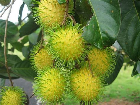 Pokok Rambutan Gading – Malaysia Online Plant Nursery