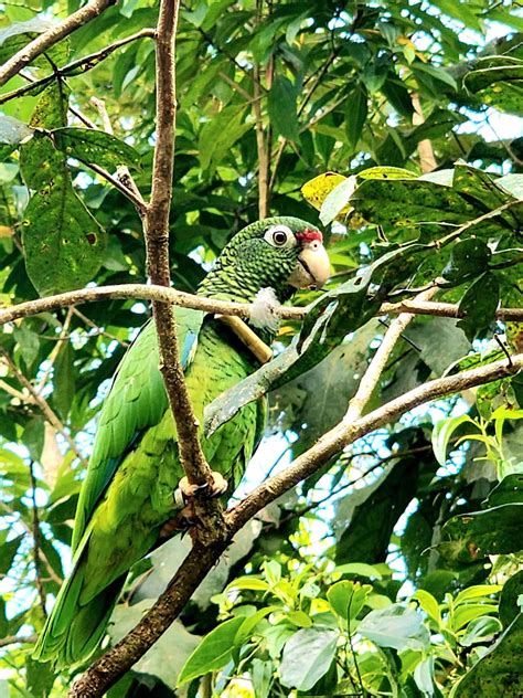 TWS2022: Reintroduction is boosting Puerto Rico parrot survival - The ...