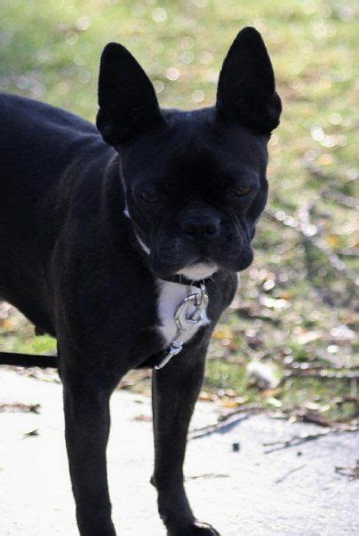 a small black dog standing on top of a cement ground next to grass and ...