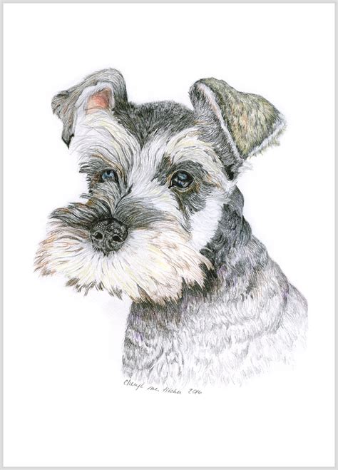 Miniature Schnauzer Color Pencil Print, Miniature Schnauzer Lovers Gift ...