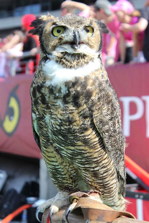 Stella, the Great Horned Owl, is Temple University's mascot! When she's not at the EPZ, you can ...