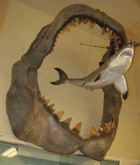 A comparison showing the size of an ancient Megalodon compared to a modern day Great White shark ...