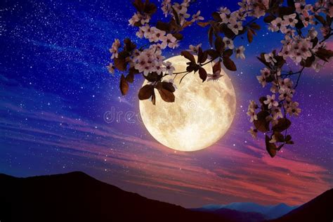 Fantasy Night. Blossoming Cherry Tree Branch and Starry Sky with Full ...