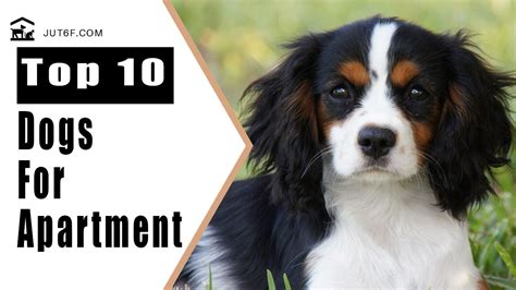 Best Apartment Dogs - Top 10 Best Dog Breeds For Apartment Living - YouTube