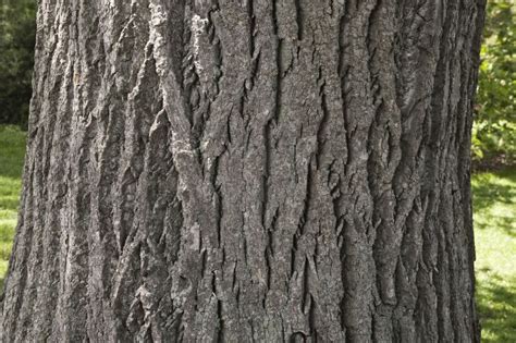 images tree bark | tulip tree bark detailed photo of a tulip tree s liriodendron ... Nature Tree ...