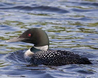 Minnesota Bird Common Loon Pictures | State Birds