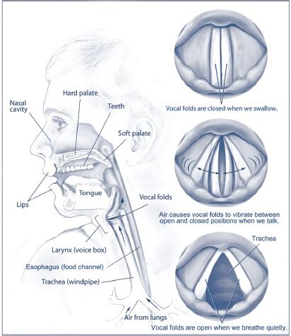 Why Can't I Breathe? Vocal Cord Dysfunction In Swimmers