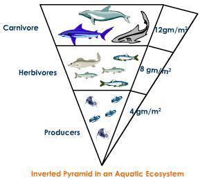 Why the pyramid of biomass is inverted in aquatic ecosystem - Brainly.in