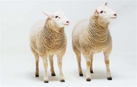 Top 159 + Animal cloning dolly sheep - Inoticia.net