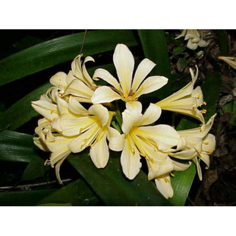 Clivia miniata Yellow Seedlings