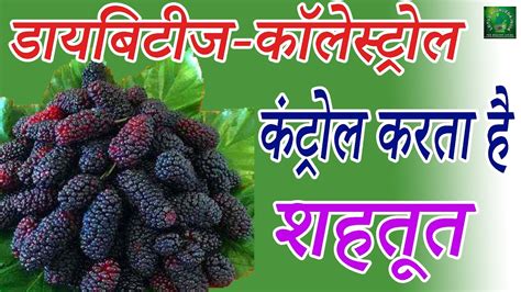 Mulberry शहतूत के फायदे | Shahtoot | Mulberries | Mulberry Fruit ...