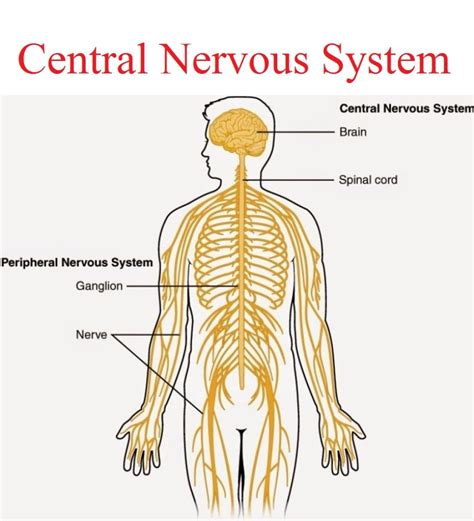 Central Nervous System – Karuna Yoga Vidya Peetham Bangalore