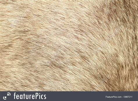 Procedural fur texture/Material help - Materials and Textures - Blender Artists Community