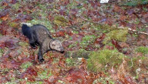 Animals of the Olympic Peninsula