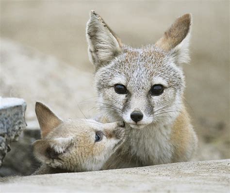 Conservation - San Joaquin Kit Fox