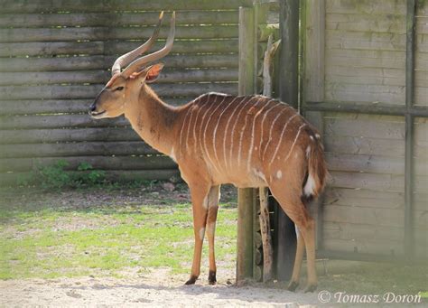 26 Unique Type of Antelopes to See in African Wildlife - Rhino Rest