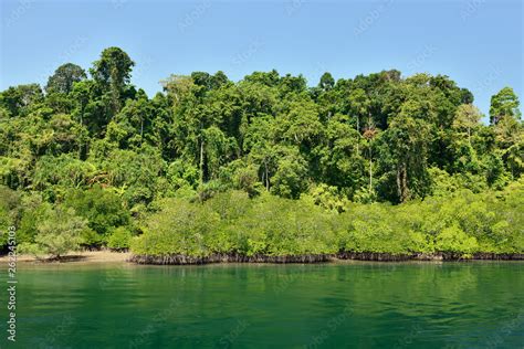 Mangrove forest on the Long Island, Andaman and Nicobar Islands, India ...