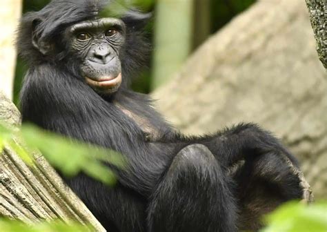 Bonobo Behavior - AnimalBehaviorCorner