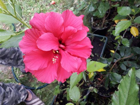 Hibiscus × rosa-sinensis L. | Plants of the World Online | Kew Science