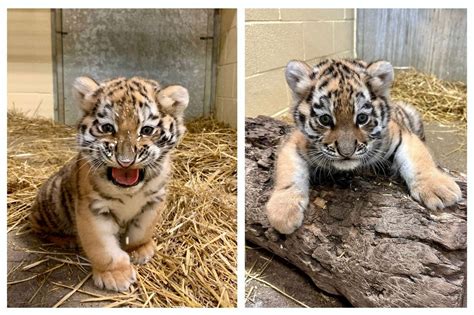 Adorable Amur tiger cubs breaking hearts in new photos: Help name them ...