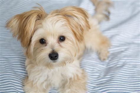 What's A Morkie Poo? Everything About This Designer Breed